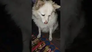 NO REACTION DOG 🐕😜😜😜 #pets #funny #viralvideo #petvideos #dogshorts