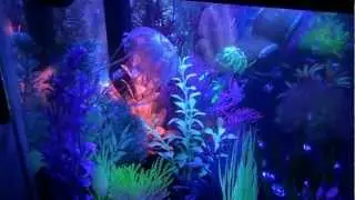 20 Gallon Long GloFish tank