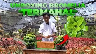 Unboxing Bromelia Mahal di Kebun! Worth It atau Tidak?