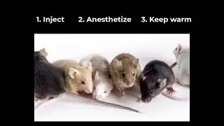 In Vivo BLI
