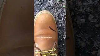 #leech #hikerlife