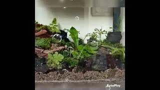 Mini Jungle... Moss Terrarium 🧚&zwj;♂️🧚&zwj;♂️