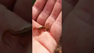 Some old footage from my old phone  #herping #uk #reptiles #lincolnshire #snake #lizard  #forest