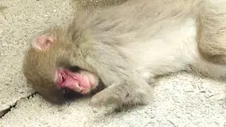 こんなニーナ、めったに見れない It's rare to see her like this 葉ッピー動物園1921 淡路島モンキーセンター 兵庫県