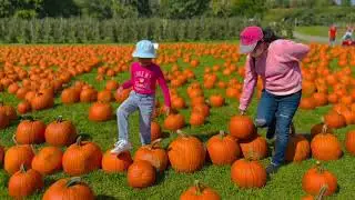 Pumpkin Picking 2021
