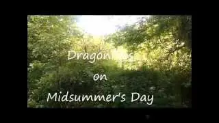 Dragonflies on Midsummer's Day