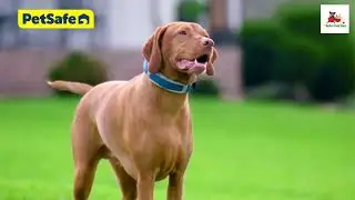 PetSafe Guardian GPS Tracking Dog Fence Collar to Protect You Dogs