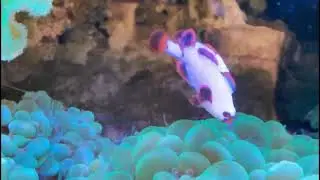 Platinum Maroon | Clownfish Vietnam | Nemo | C&aacute; Hề | Nano Reef 360