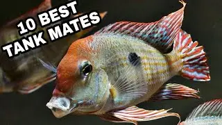 10 Most Suitable Tank Mates For Geophagas