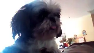 This dogs face