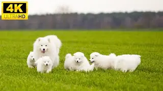 Family Baby Animals 4K 🦋 - Волшебный милый мир животных с расслабляющей музыкой (красочно-динамичный