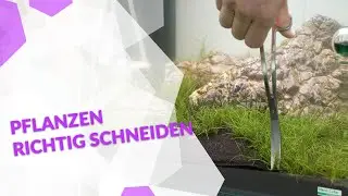 Pflanzen im Aquarium richtig schneiden 🌿✂️ Mit einem Geheim Trick von Fabian