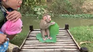 The adorable monkey Rojo