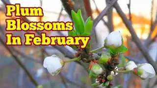 Plum Blossoms In Late February Heatwave/ Variety Gojeh Sabz Green Gage/ How It Looks Like
