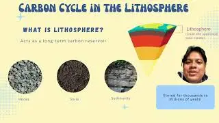 Group 5 : Carbon Cycle