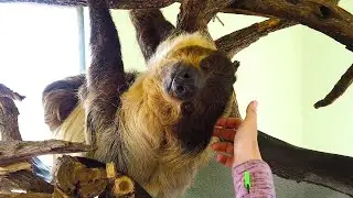 Meet Bart the Sloth at Out of Africa Wildlife Park