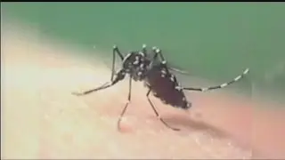 Collier mosquito control uses new insecticide to prevent population increase