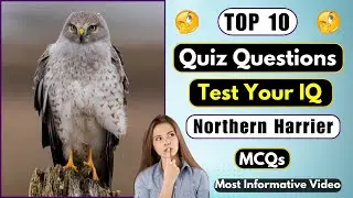 Flight Of Knowledge | 10 Northern Harrier Quiz Questions | Quiz Time | Helian GK Quiz #quizzes