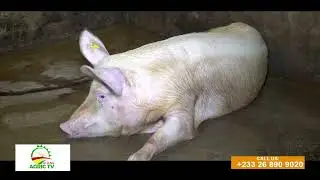 PIG PRODUCTION: I was producing sausage, but I stopped along the line- P.K.K Farms share his story