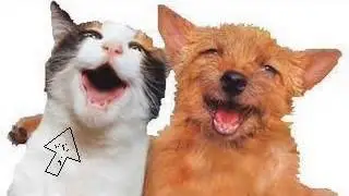 Hund und Katze singen Lied! Voll süß!!! Hört euch das an!