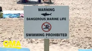 2 men bitten by sharks near New York coast in separate incidents l GMA