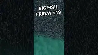 Big Fish Friday: Huge Tarpon Patrols Mullet Wall! 🎣🔥 Mullet Run 2025
