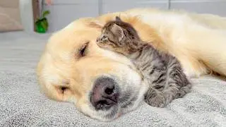 Tiny Kitten Raised by a Golden Retriever Thinks It’s a Puppy!!