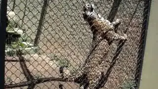 Felino lindo