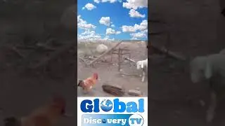 Sheep's Baby vs. Rooster  #global #animals #discoverychannel