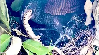 The camera accidentally recorded thescene ofa lapwing catching cobra in anvenomous snake collection5