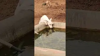 Thirsty dog #shorts #animals