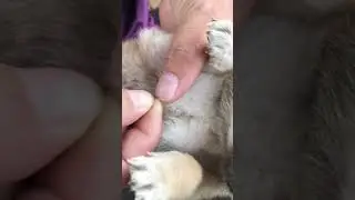 Removing Ticks and Fleas from My Dog | Satisfying & Educational&rdquo;