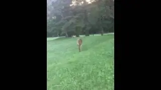Wild deer encounters Mr Darcy