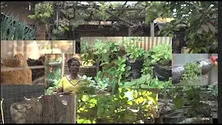 CAMP GREEN TEACHES US STEPS ON HOW TO START A SMALL URBAN FARM WITH LOCAL CHICKEN