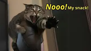 Cats Understand Everything You Say 😄😸 Funny Cat and Human Moments