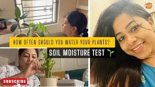 How Often Should You Water Your Plants? 🌱 | Soil Moisture Test & Care Guide