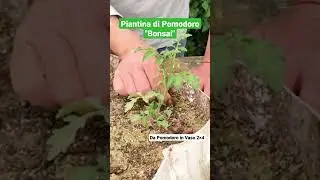 Piantina di Pomodoro Bonsai 🫣🍅