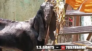 Top Quality Beetal Male 🐐 (☎️ 7057861102) Location - Nashik📍 #goat #goats #goatfarming #goatsvideos 