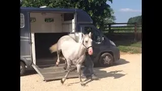 Michael Peace keeping a young stallion out of trouble while teaching leading and loading.