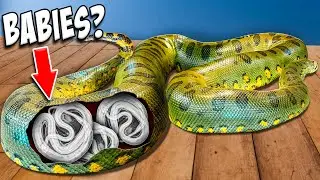 Is My Anaconda Having Babies Again?