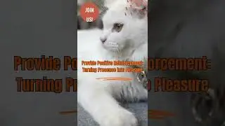 3 Science Backed Tips to Convince an Aloof Cat to Like You #shorts