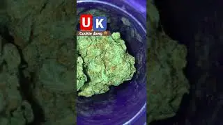 Uk cookie dawg 🍪 #fyp #shorts #greenteam #rapperweed #weed #gas #cali #bud #thor20