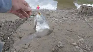 Red Deer River Drumheller // Goldeye Fishing