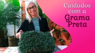 Como plantar grama na sombra (grama preta anã) #paisagismo #jardinagem #floricultura #grama #dicas