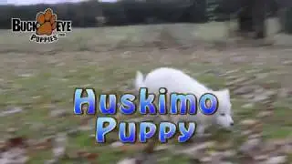 Huskimo Puppies