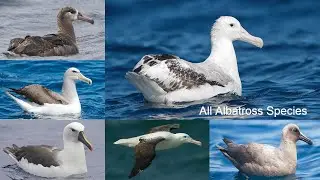 All Albatross bird Species / complete list of Albatross species / types of Albatross