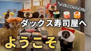 【ダックス寿司屋へようこそ】はじめてのフォトスタジオで大暴れ！