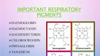 Respiratory pigments easy notes for 3rd sem zoology , msc 