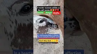 🐄EPIC COW CALF: Drinking Milk Moments!🌾VILLAGE LIFE: Cow Farming Benefits | HOLSTEIN FRIESIAN | Gir