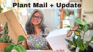New Hoya and Cactus Plants! Unboxing + Growth Update